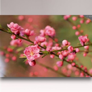 کاغذ دیواری شیدبان C422 