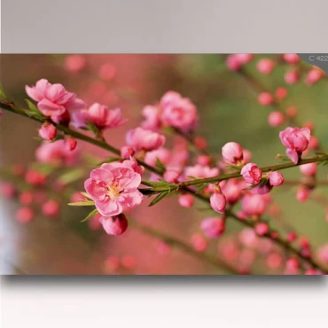 کاغذ دیواری شیدبان C422 